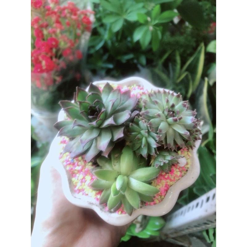 Chậu Sen Đá Phật Bà