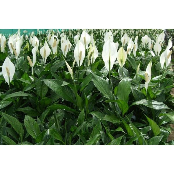 Chậu hoa lan ý nhiều thân, xum đẹp