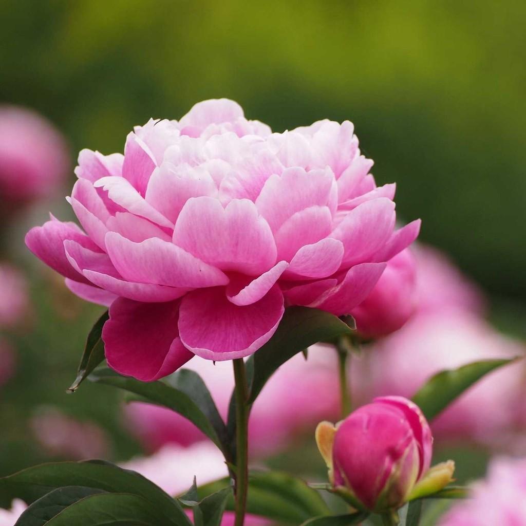 Hạt Giống Hoa Mẫu Đơn Mix - Peony Seeds Mix