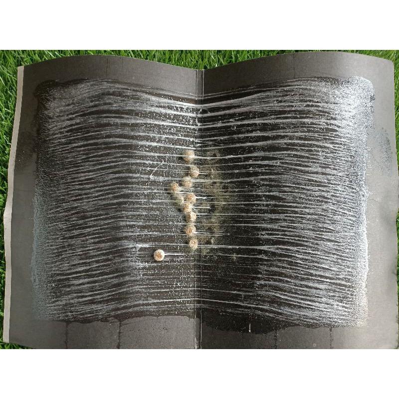 10 miếng bẫy chuột Đại Lộc