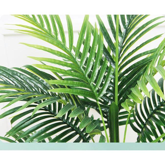 Cây Dừa Cảnh Cao 1 Mét