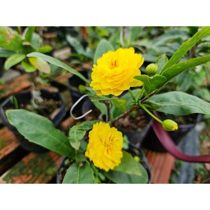 MAI CÚC HOA HỒNG THANH TÚ