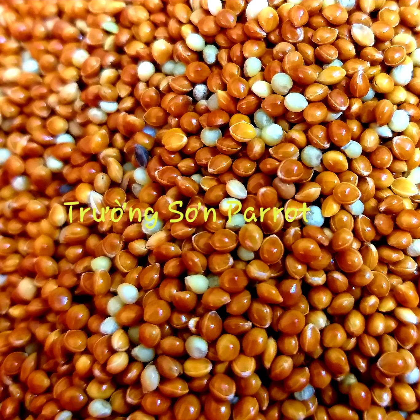 1kg KÊ ĐỎ BÓNG cho chim vẹt, sóc, chuột, gà...