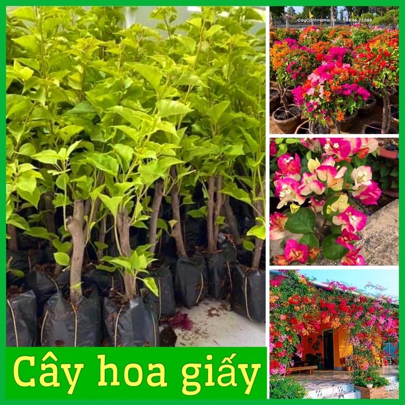 Cây hoa giấy ngũ sắc bầu rễ ổn định 5 tháng ra hoa