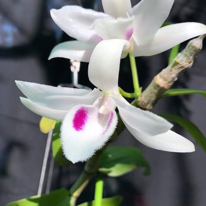 Phi điệp 5 cánh trắng 5ct phú thọ hàng gieo hạt
