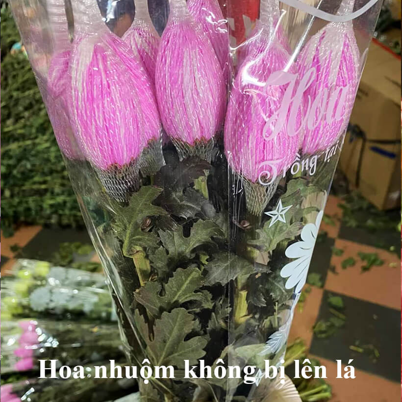 Nước Nhuộm Hoa Tươi Màu Hồng (Set 2 Chai) theo công nghệ Israel Color Sodium For Fresh Flowers giúp nhuộm đổi màu hoa cắt cành thành màu hồng đậm Pink