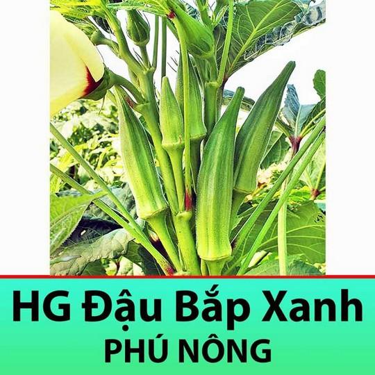 PN - Hạt Giống Đậu Bắp Cao Sản Siêu Trái Năng Suất Cao - Trồng Rau Xanh Rau Sạch Organic Bằng Đất Sạch, Mùn Dừa...