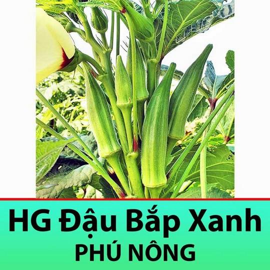 PN - Hạt Giống Đậu Bắp Cao Sản Siêu Trái Năng Suất Cao - Trồng Rau Xanh Rau Sạch Organic Bằng Đất Sạch, Mùn Dừa...