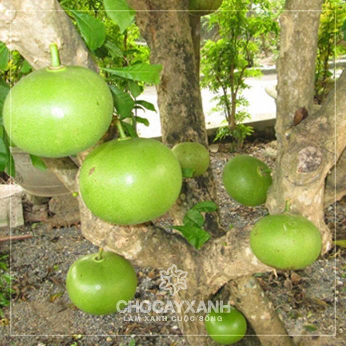 CÂY GIỐNG CÂY ĐÀO TIÊN , CAM KẾT CHUẨN GIỐNG