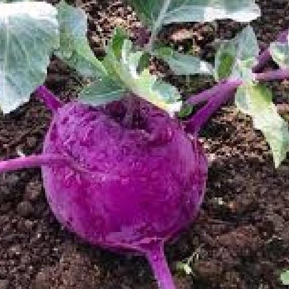 Hạt Giống củ Su Hào TÍm-gói 0,2grtặng kèm gói phân bón lót