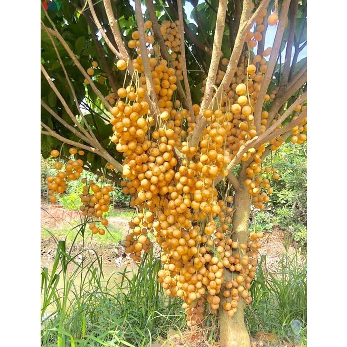 Cây giống Bòn Bon Vàng Thái Lan, cây giống khỏe năng suất cao, nhanh cho quả, có giá trị về kinh tế