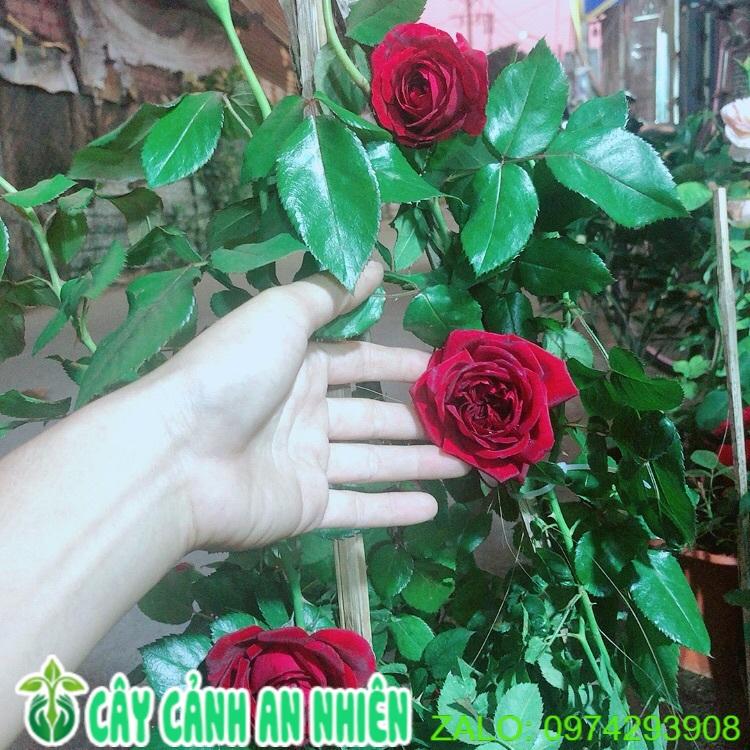 Hoa Hồng Leo Đỏ Đậm