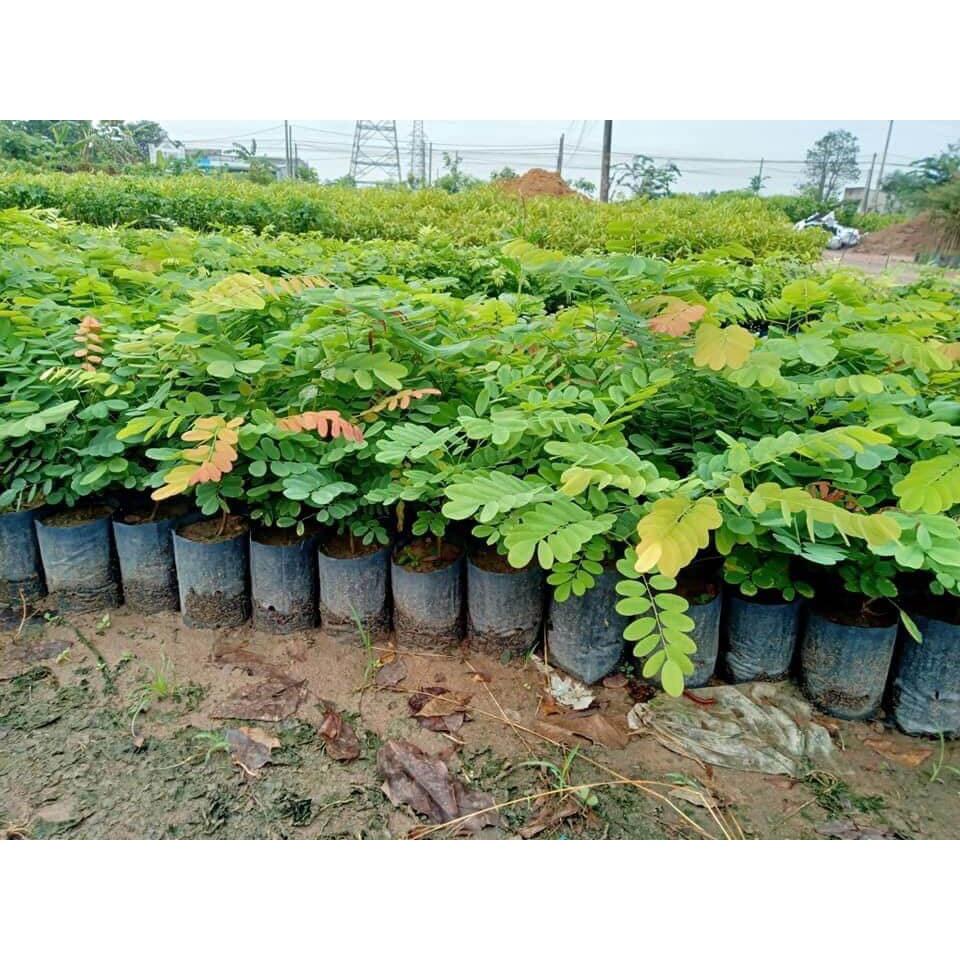 Cây giống Cẩm Lai đỏ