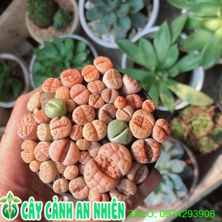 Cây Thạch Lan -Hoa Sỏi-Thạch Lan