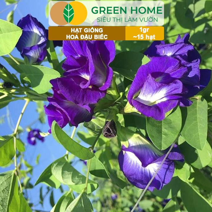 Hạt Giống Hoa Đậu Biếc Greenhome, Gói 1gr~15 hạt, Sai Hoa, Màu Rực Rỡ, Dễ Trồng Quanh Năm, Nảy Mầm Cao H06