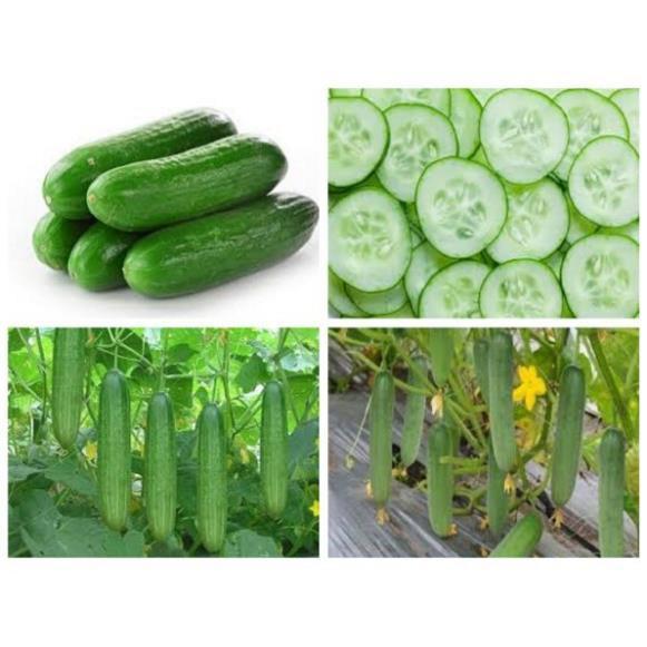 Gói 1g hạt giống dưa leo OP - Mina Shop