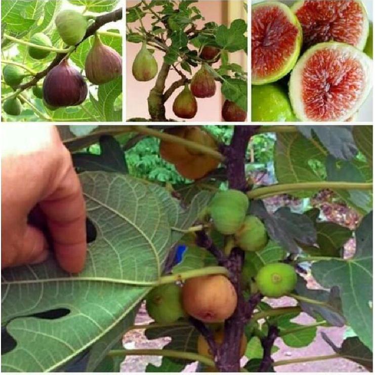 Hạt giống sung ngọt Mỹ  Gói 10 hạt/tặng kèm gói phân bón lót