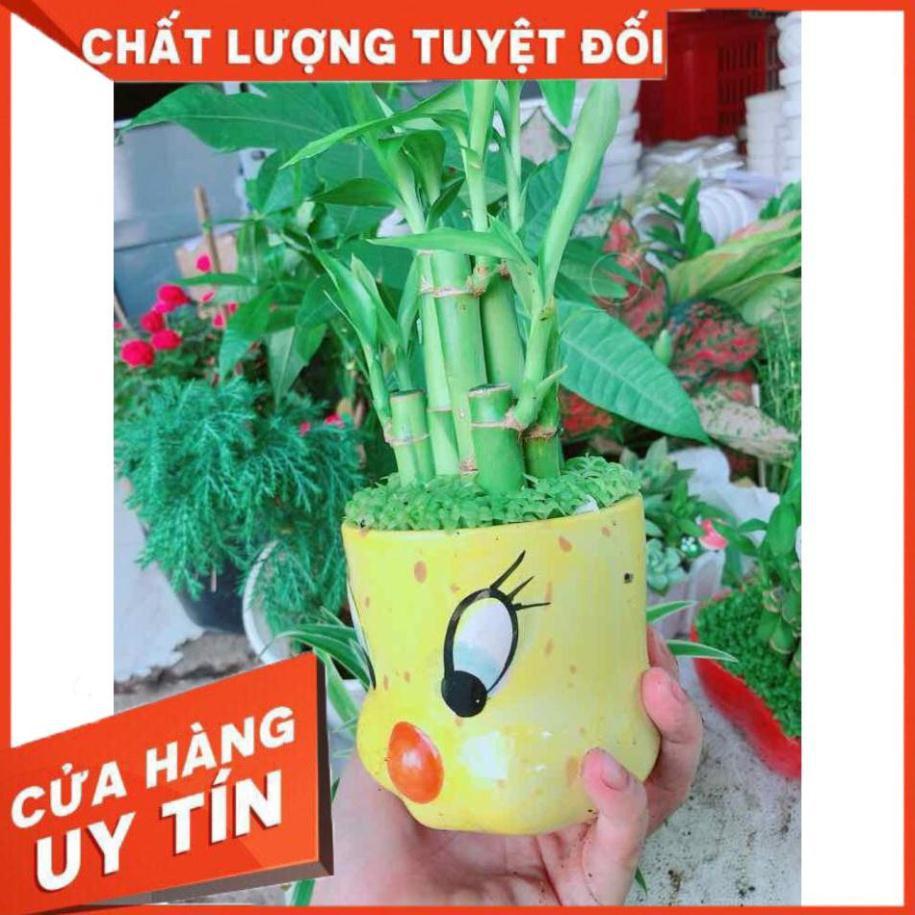 Chậu trúc phát tài Nhiều Người Mua