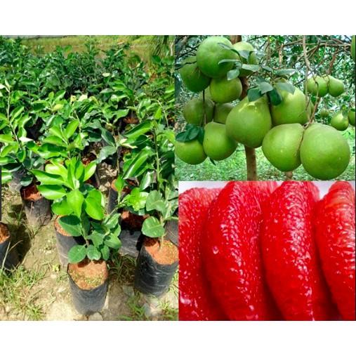 Cây giống Bưởi ruby MALAISIA RUỘT ĐỎ
