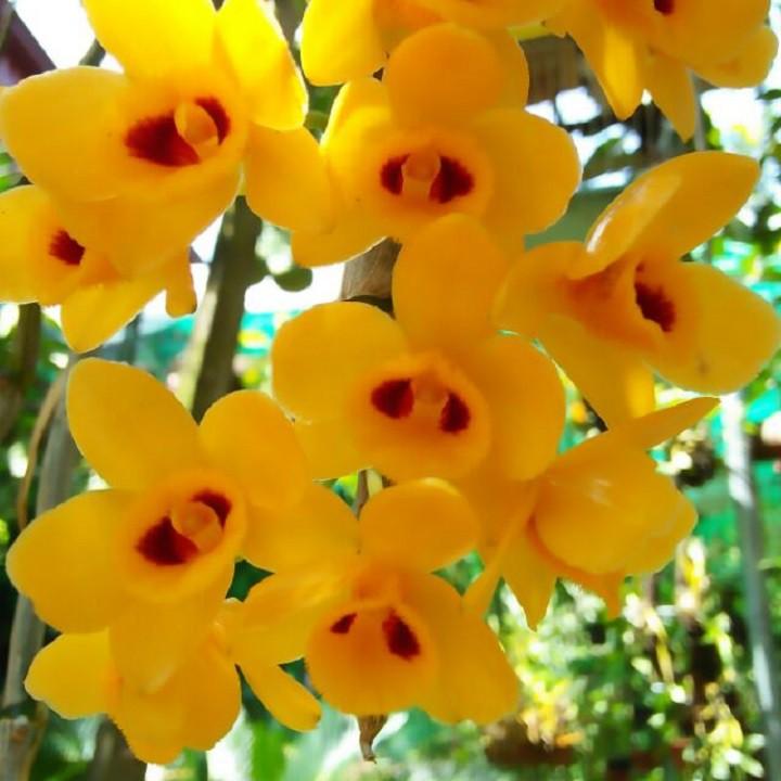 1 bảng (1 chậu) lan phi điệp vàng rừng tây bắc hàng thuần siêu to, hoa siêu đẹp