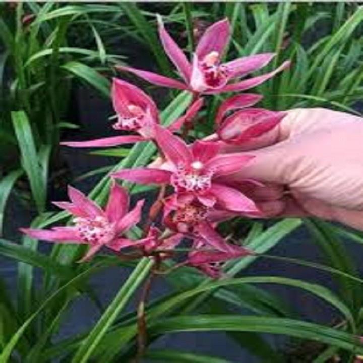 CHẬU ĐỊA LAN TIỂU THƯ HÀN QUỐC, HOA NỞ CHUẨN TẾT - NCDLTTTHQ