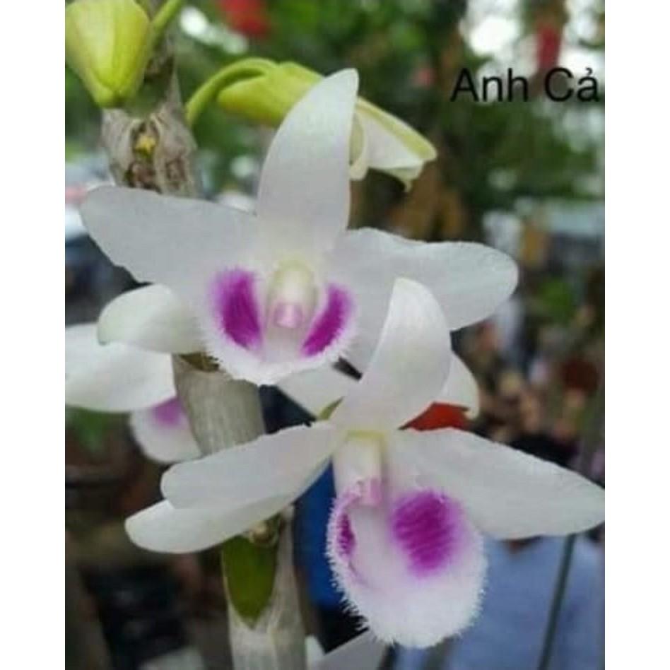 Cốc phi điệp 5 cánh trắng ANH CẢ - hàng CẤY MÔ - hoa TÙY DUYÊN - hoa siêu đẹp