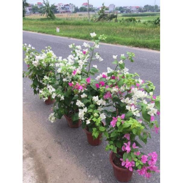 Cây hoa giấy nhiều màu cây như hình