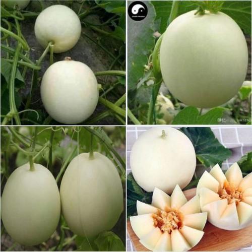Hạt giống Dưa Lê Bạch Tuyết - 1 gói 20 Hạt/ Kèm gói kích thích hạt nảy mầm