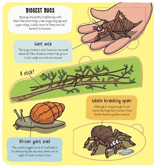 Sách ngoại văn: Little Explorers - Bugs