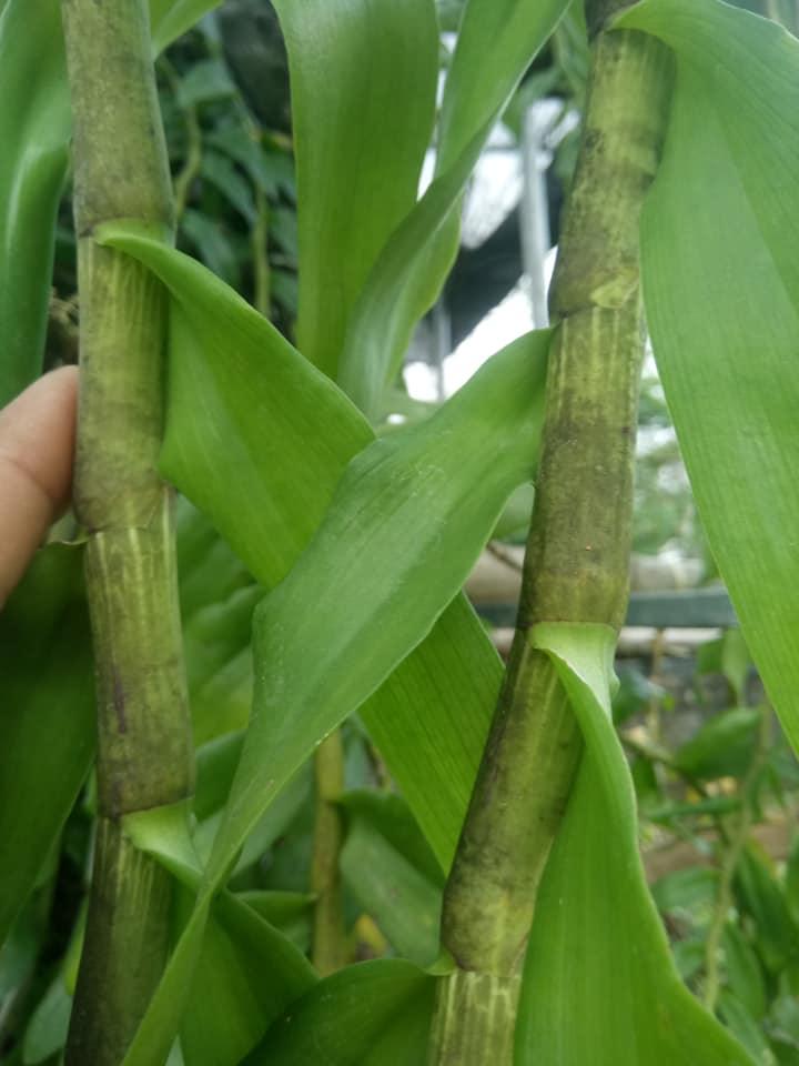 Combo 2 cây hoa lan - phi điệp phi 21 hòa bình