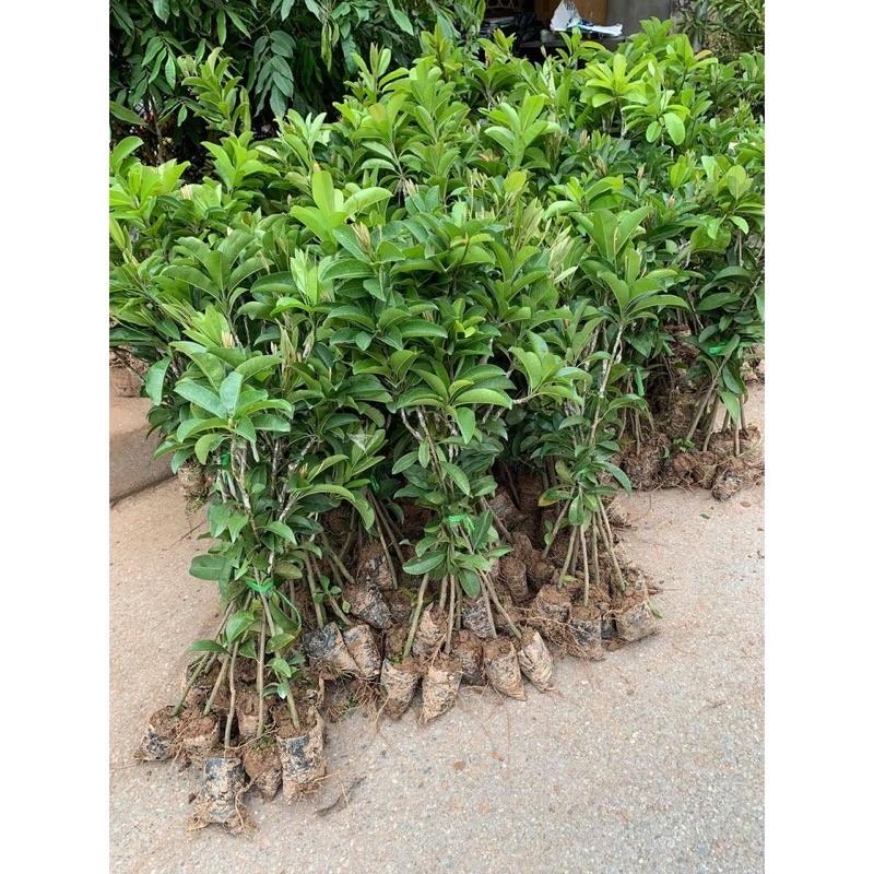 GIỐNG CÂY HỒNG XIÊM XOÀI 6 THÁNG CHO TRÁI