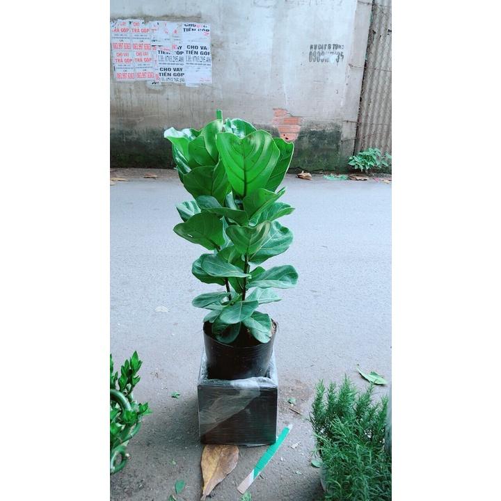 Chậu Cây Bàng Hàng Đẹp
