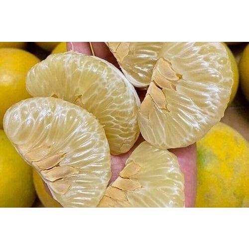 Cây giống bưởi diễn
