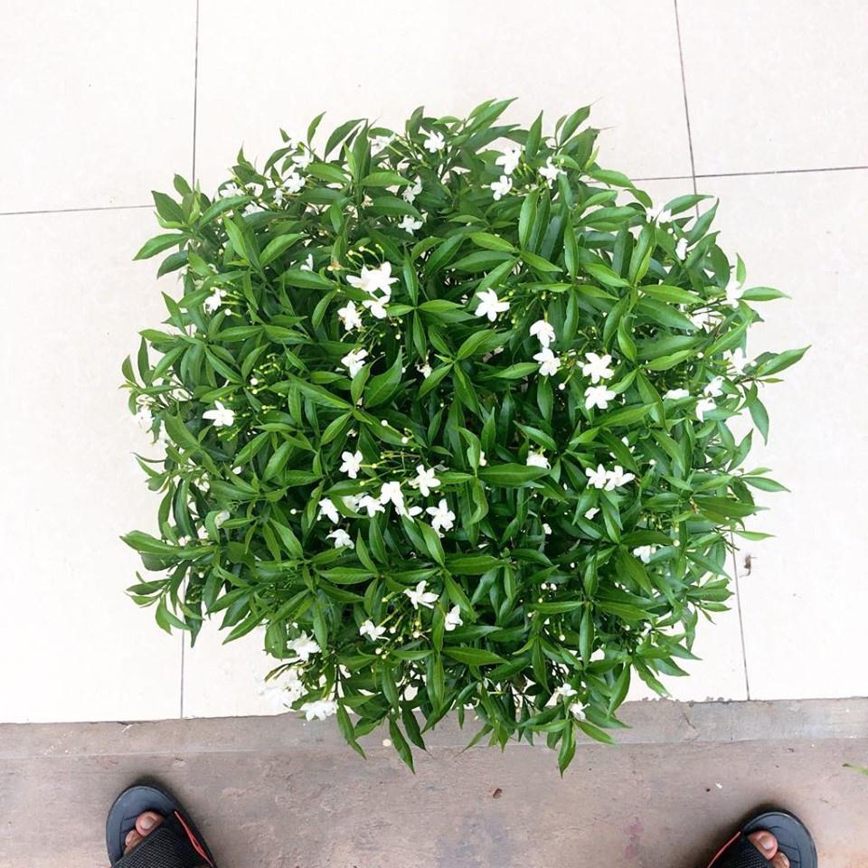 CÂY LỚN MAI VẠN PHÚC SIÊU ĐẸP SIÊU RẺ