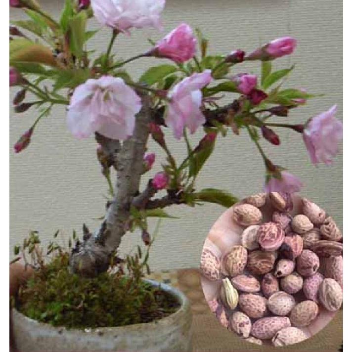 Hạt giống hoa anh đào Nhật CT201 - Gói 5 hạt