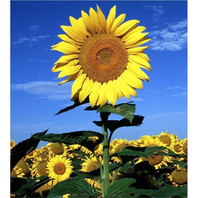 Hạt giống hoa hướng dương cao vàng 120cm - 1 gói 30 hạt