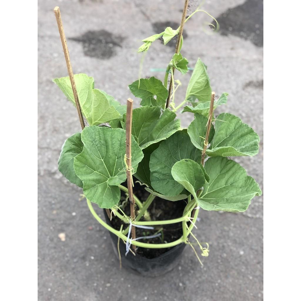 Chậu cây bầu sao chỉ giao TP.HCM