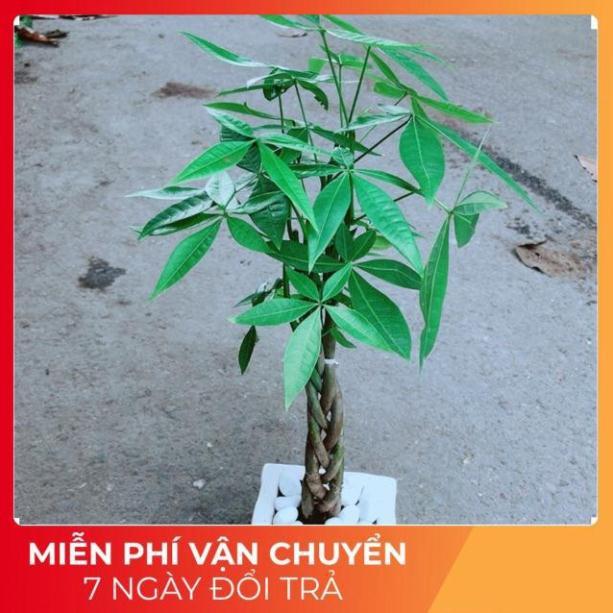 Chậu Kim Ngân Thắt Bính