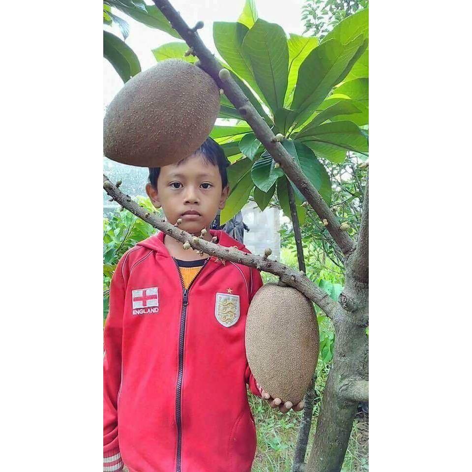 Cây hồng xiêm ruột đỏ khủng lồ