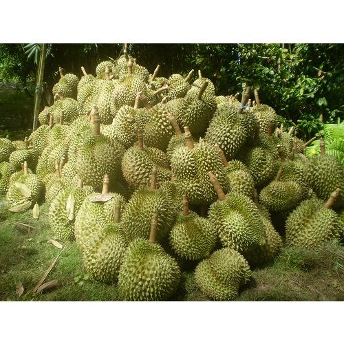 Cây giống Sầu Riêng Thái Lan.