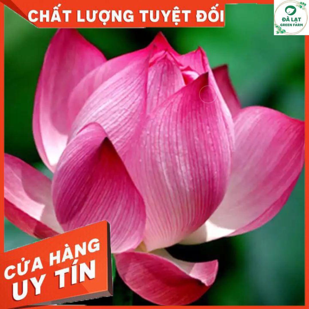 Hạt giống Hoa Sen (Hoa Sen Ta, Sen Hồng Việt Nam)