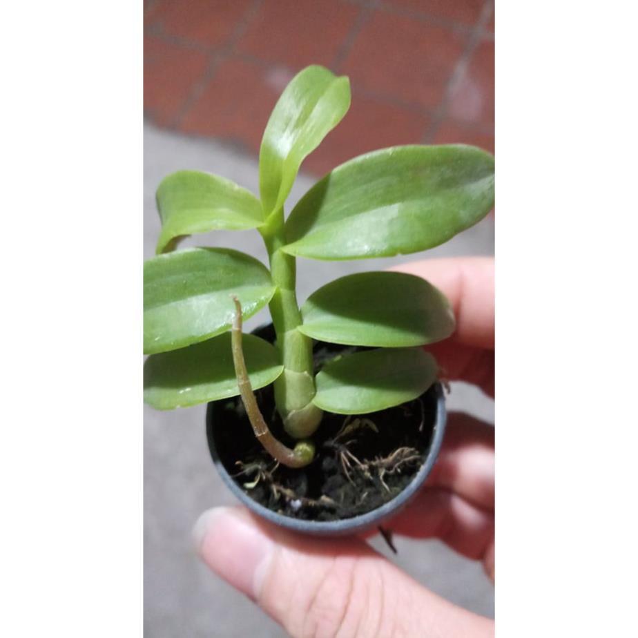 Kie lan phi điệp 5 cánh trắng  liên hệ ngay để xem video chi tiết