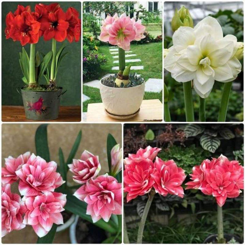 COMBO 10 CỦ HOA HUỆ NHIỀU MÀU