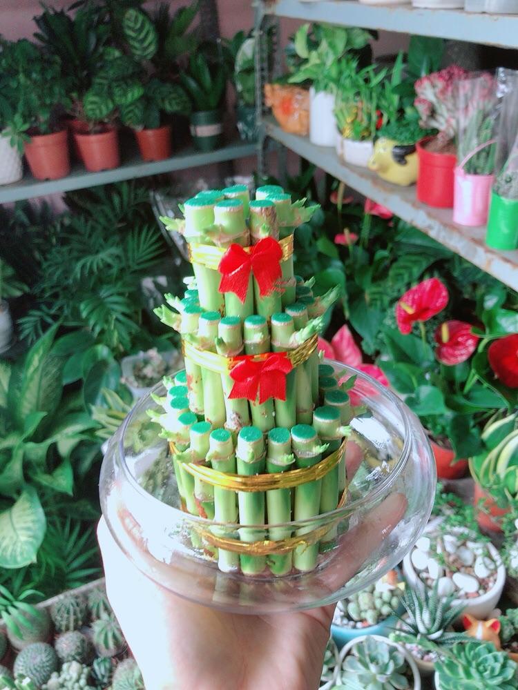 Chậu Trúc Phát Tài 3 Tầng Trồng Thuỷ Sinh