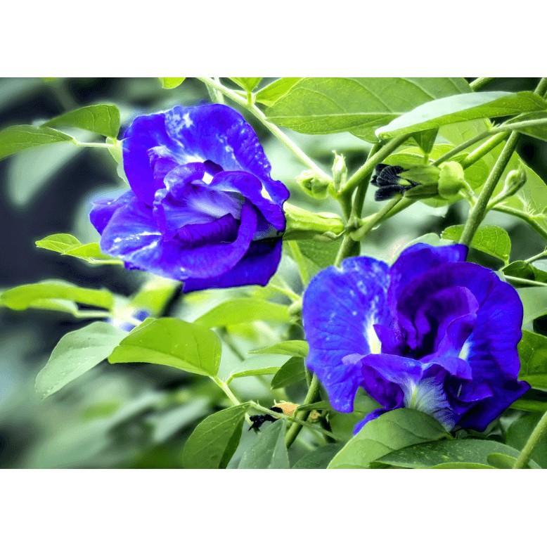 NGUYÊN CHẬU CÂY GIỐNG HOA ĐẬU BIẾC SIÊU ĐẸP SIÊU TỐT