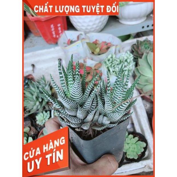 Chậu Móng Rồng