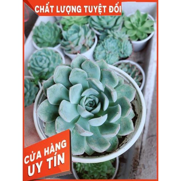 Sen Đá Size Trung Đồng Giá 45k
