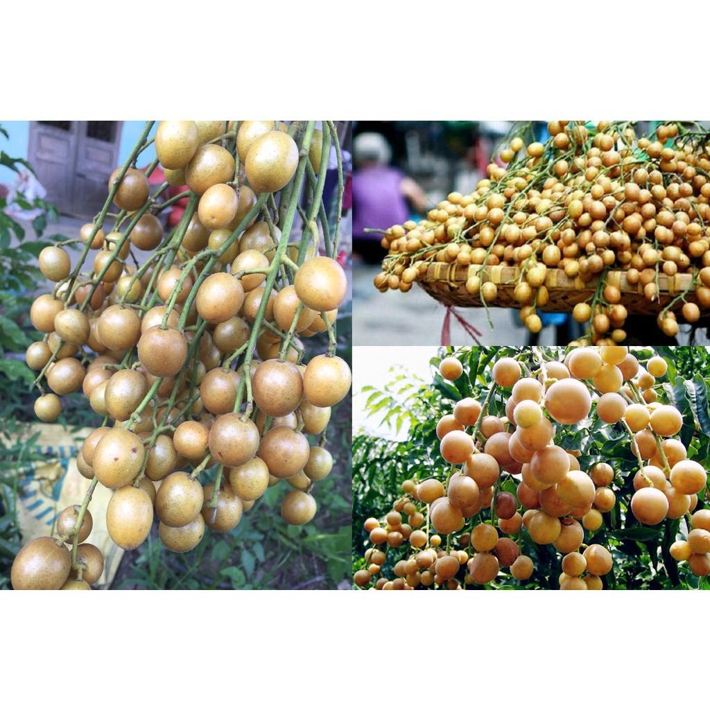 Cây giống Quất hồng bì