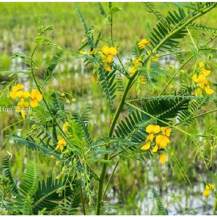 Hạt Giống Hoa Điên Điển F1 - 50 hạt/gói