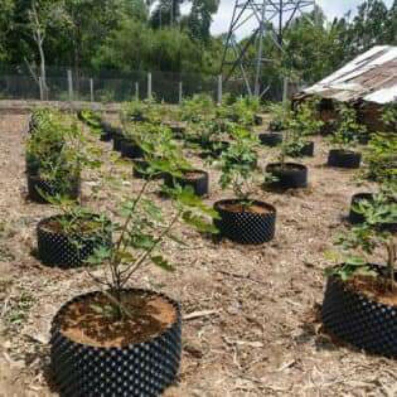 Bầu ươm V6 1 cuộn 60cm dài 50m dày 0.7mm